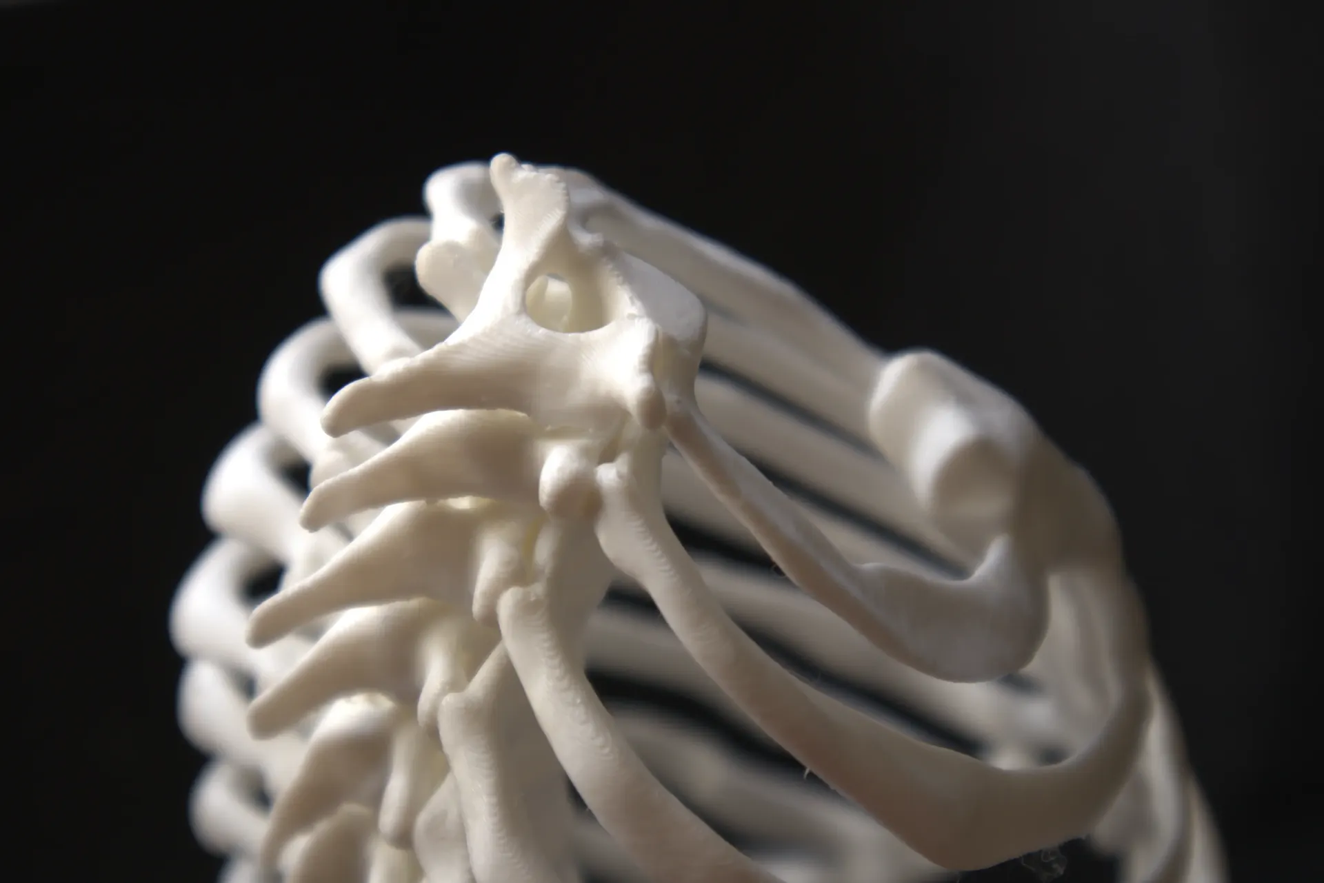 SLA Human Skeleton Detailing Model